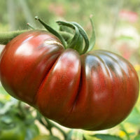 Kings Seeds Tomato Black Russian