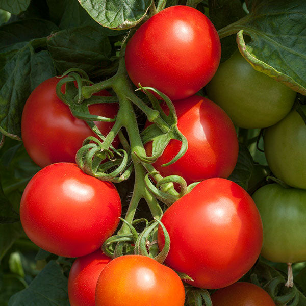 Kings Seeds Tomato Cocktail Crush F1