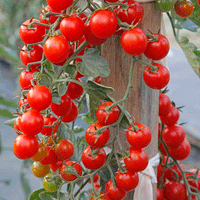 Kings Seeds Tomato Crokini