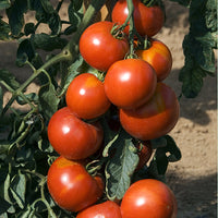 Kings Seeds Tomato Fandango F1