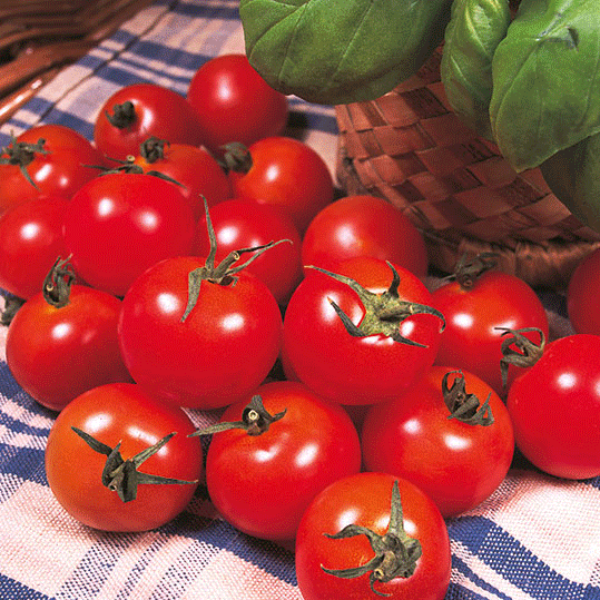 Kings Seeds Tomato Gardener's Delight