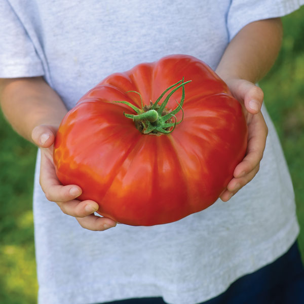 Kings Seeds Tomato Gigantomo F1