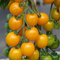 Kings Seeds Tomato Golden Crown