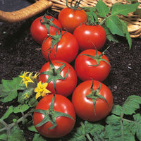 Kings Seeds Tomato Harbinger