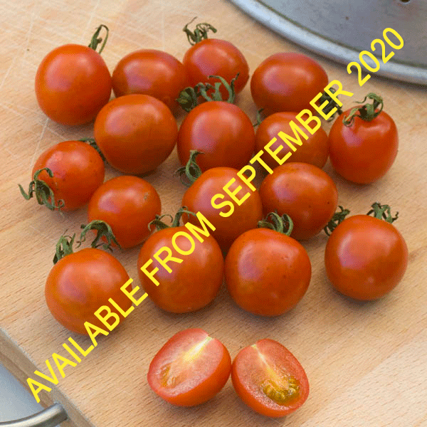 Suffolk Herbs ORGANIC SEEDS Tomato Koralik