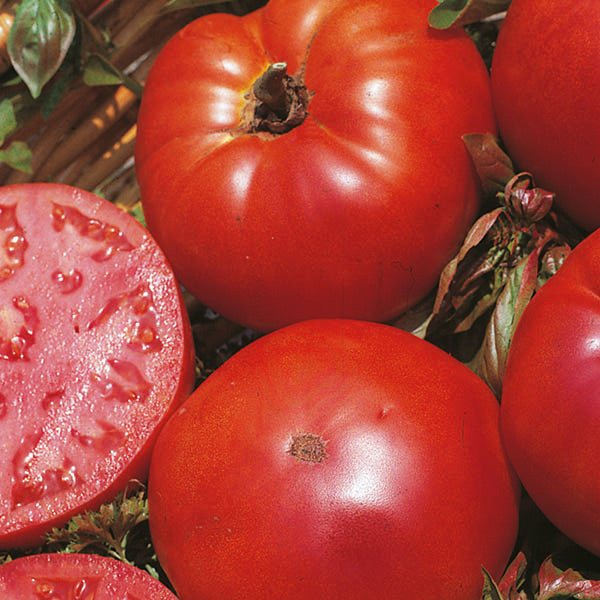 Kings Seeds Tomato Marmande