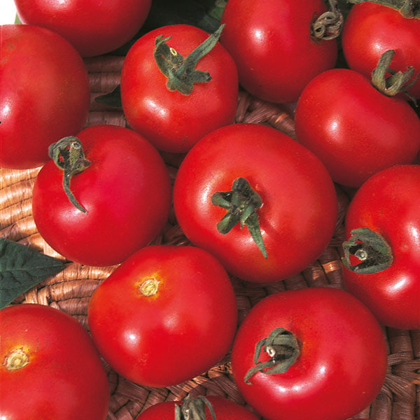 Kings Seeds Tomato Moneymaker