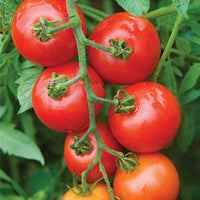 Kings Seeds Tomato Mountain Magic F1