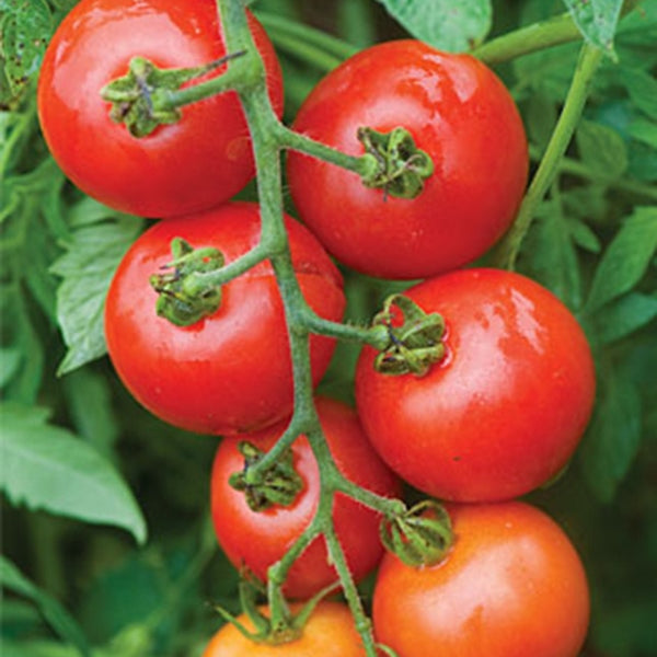 Kings Seeds Tomato Mountain Magic F1