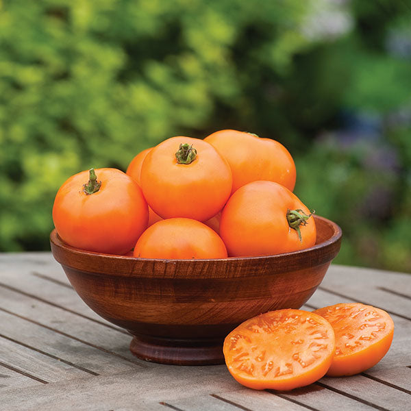 Kings Seeds Tomato Orange Wellington F1