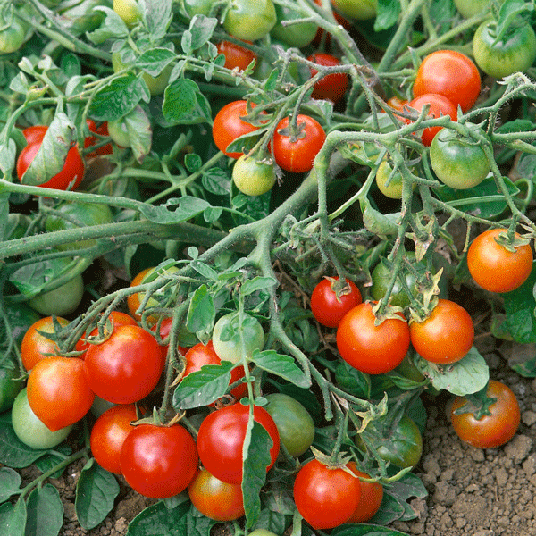 Kings Seeds Tomato Red Alert