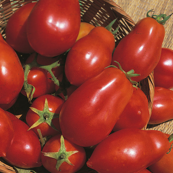 Kings Seeds Tomato San Marzano Red Plum