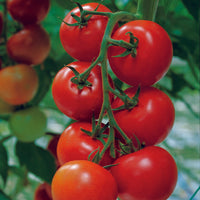 Kings Seeds Tomato Shirley F1