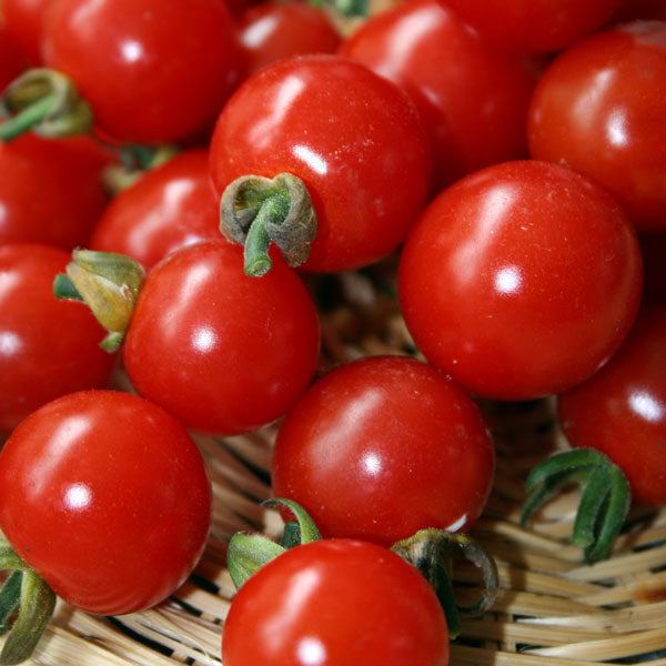 Kings Seeds Tomato Sweet Aperitif