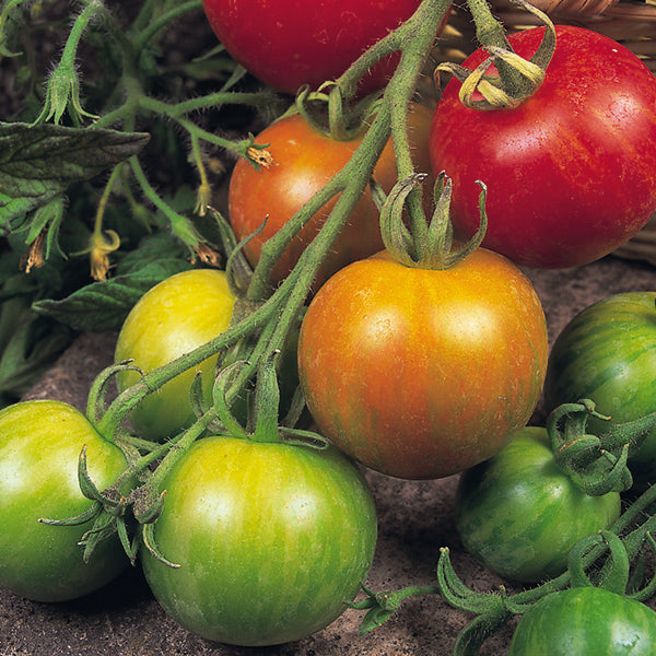 Kings Seeds Tomato Tigerella