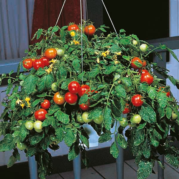 Kings Seeds Tomato Tumbler F1