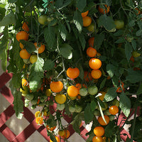 Kings Seeds Tomato Tumbling Tom Yellow