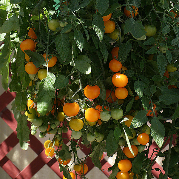 Kings Seeds Tomato Tumbling Tom Yellow