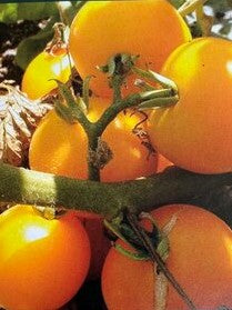 Suffolk Herbs ORGANIC SEEDS Tomato Yellow Perfection
