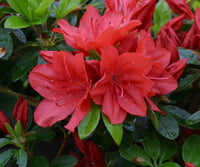 Azalea Evergreen Torchlight