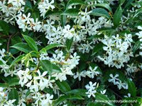 Trachelospermum jasminoides 120x80 Espalier