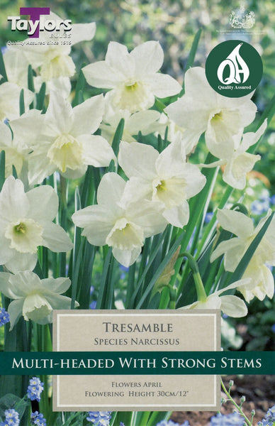 Narcissus Tresamble