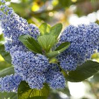 Ceanothus arboreus Trewithen Blue