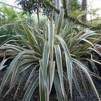 Phormium cookianum hookeri Tricolor