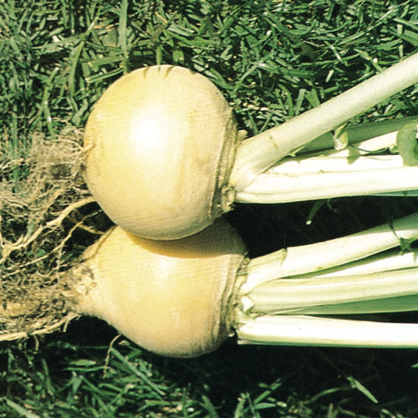 Kings Seeds Turnip Golden Ball