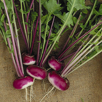 Suffolk Herbs ORGANIC SEEDS Turnip Milan Purple Top
