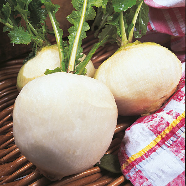 Kings Seeds Turnip Snowball