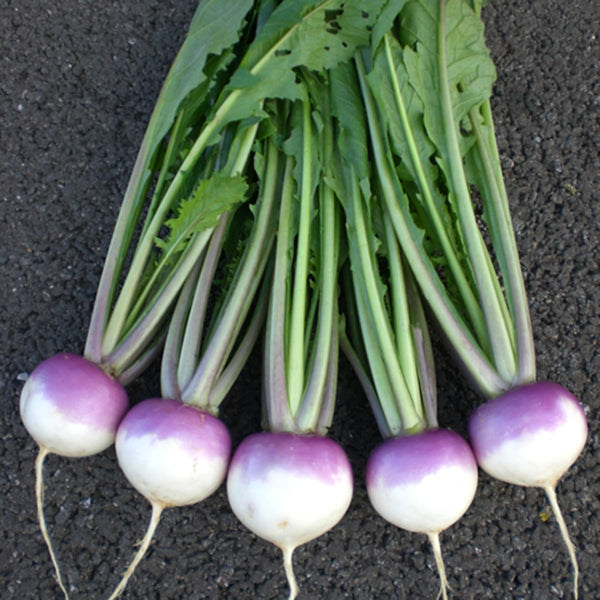Kings Seeds Turnip Sweetbell F1