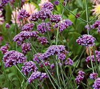 Verbena bonariensis