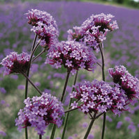 Kings Seeds Verbena bonariensis