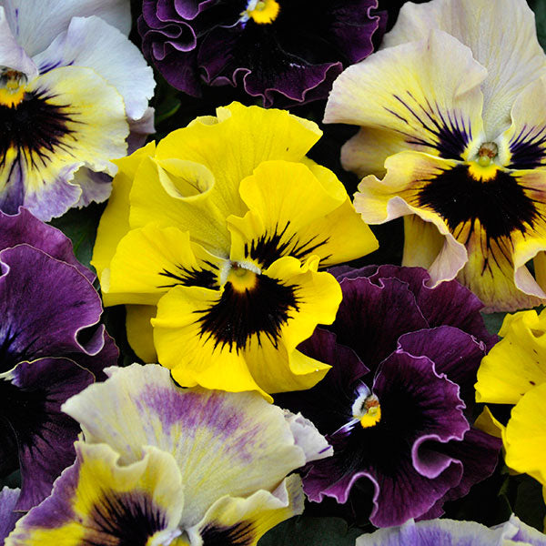 Kings Seeds Viola cornuta Frizzle Sizzle Mini Mixed F1