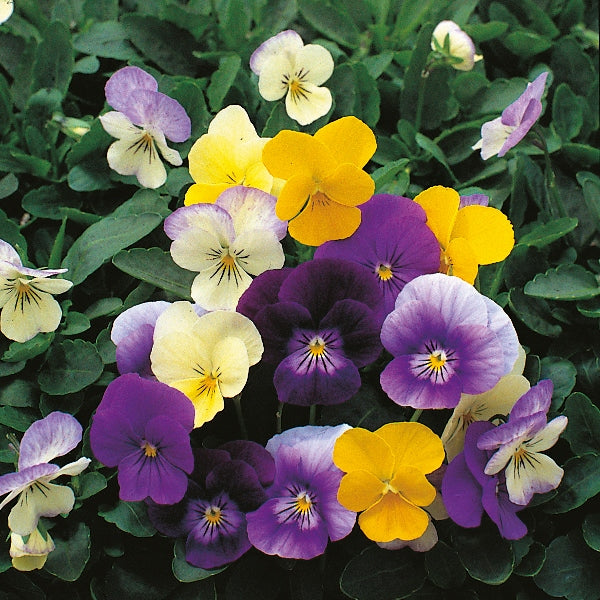 Kings Seeds Viola cornuta Symphonia Mixed