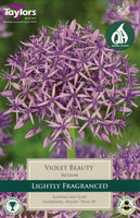 Allium Violet Beauty