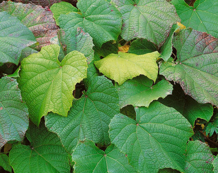Vitis Coignetiae