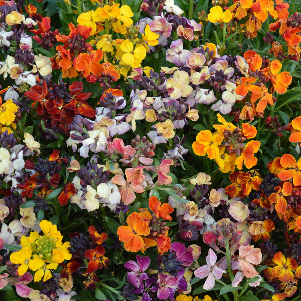 Kings Seeds Wallflower Persian Carpet Mixed