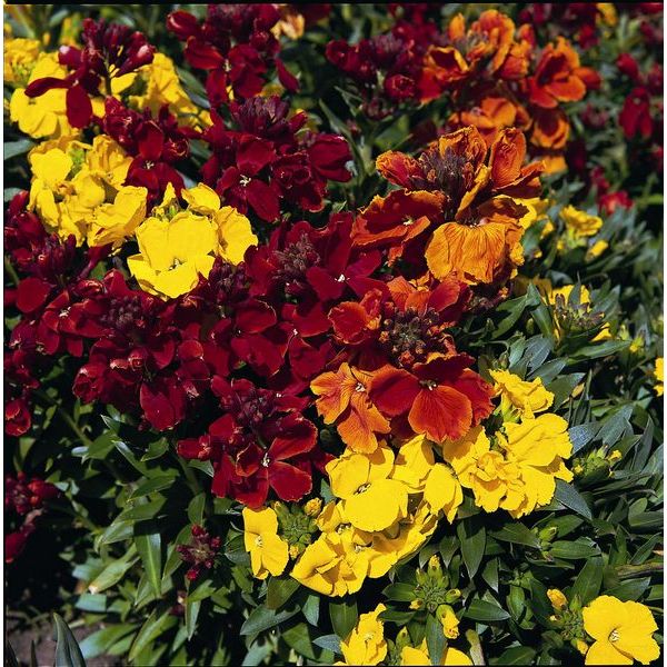 Kings Seeds Wallflower Tom Thumb Mixed