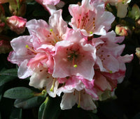 Dwarf Rhododendron Wee Bee