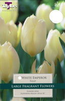 Tulip White Emperor