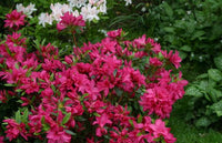 Azalea Evergreen Rosa