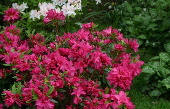 Azalea Evergreen Rosa