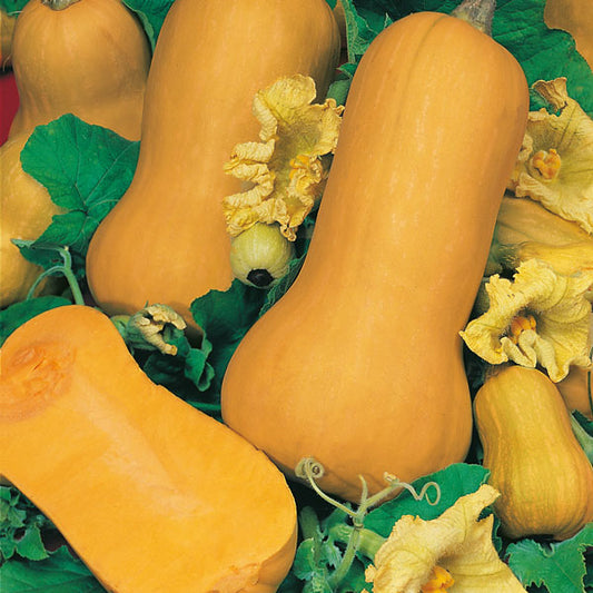 Suffolk Herbs ORGANIC SEEDS Winter Squash Butternut Waltham