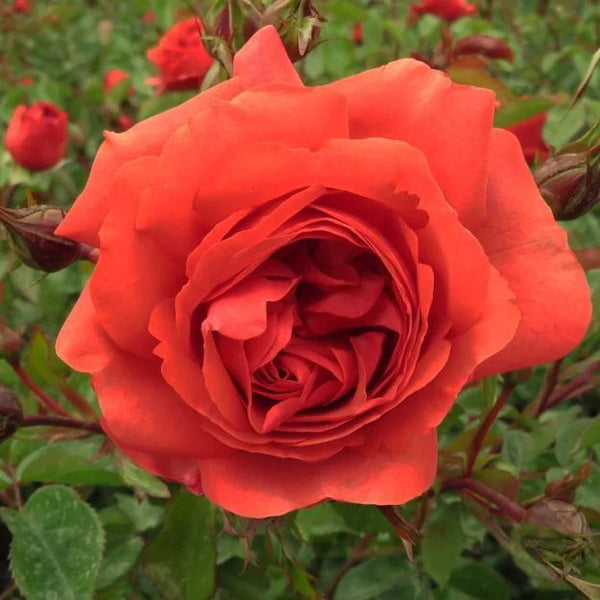 Rose 'Wonderful World'