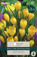 Crocus Yellow