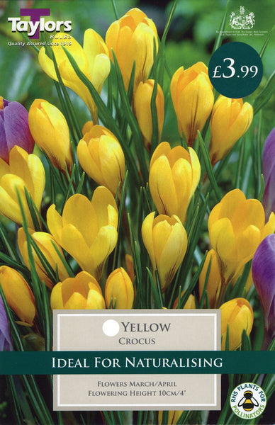 Crocus Yellow